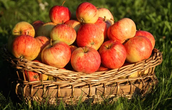 Корзина, яблоки, плоды