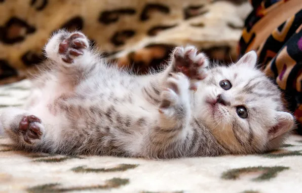 Кошка, взгляд, поза, котенок, серый, лапки, малыш, лежит