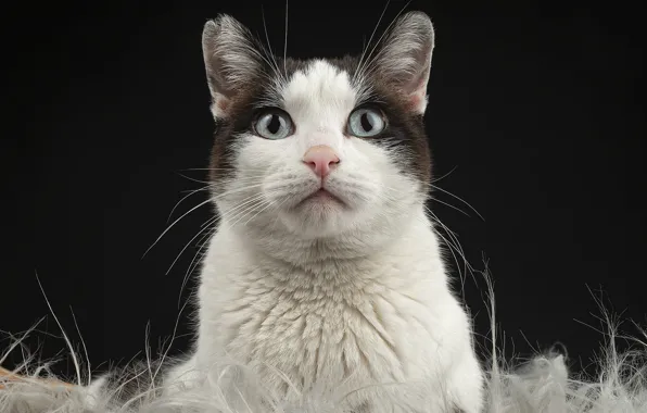 Кошка, кот, взгляд, морда, темный фон, портрет, мех, белый с черным