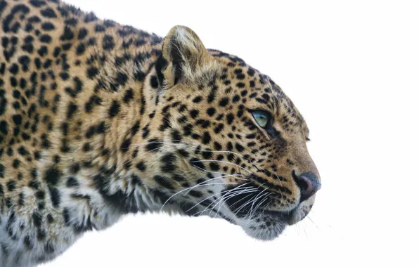 Кошка, взгляд, леопард, ©Tambako The Jaguar