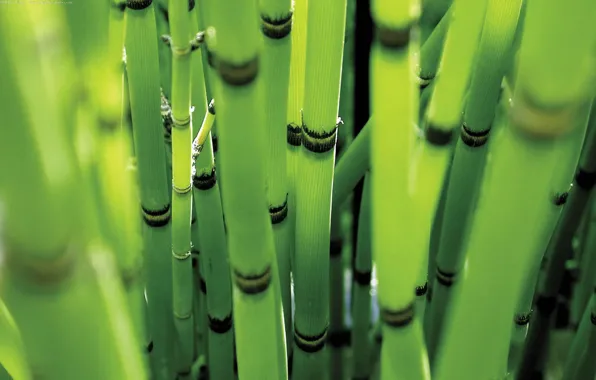 Лес, бамбук, 1920x1200, green colour