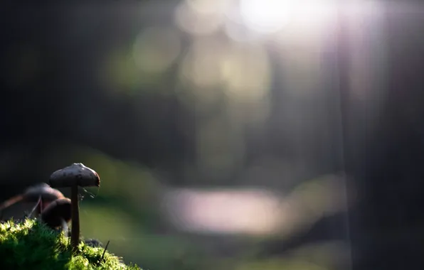 Картинка grass, sunshine, nature, photo, macro, bokeh, sunlight, plants