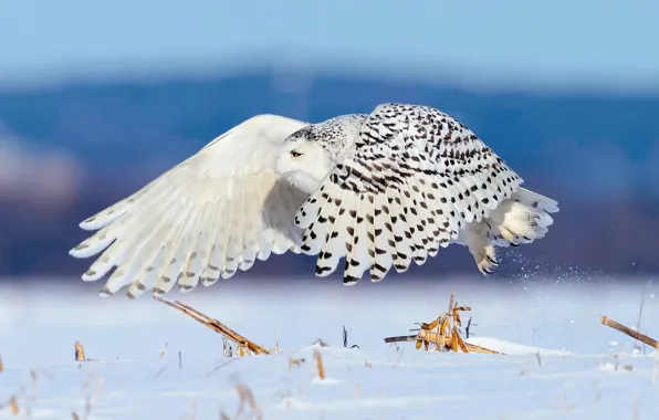 Зима, снег, птица, полёт, полярная сова