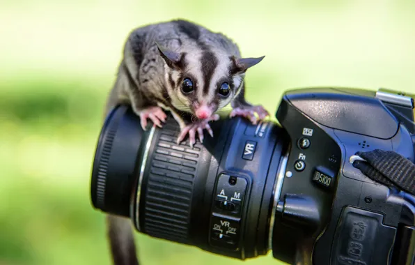 Картинка животное, камера, фотоаппарат