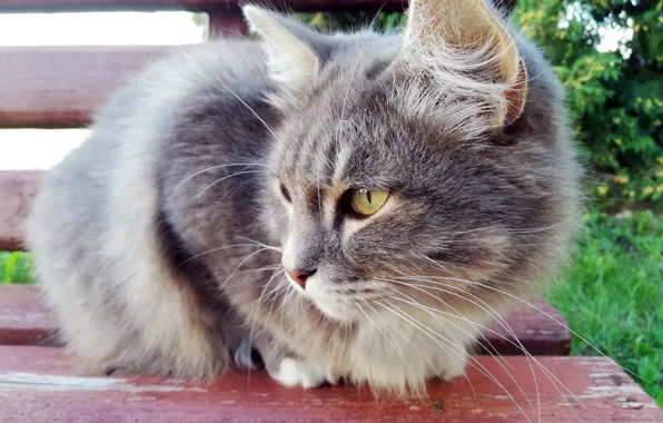 Кот, взгляд, скамейка
