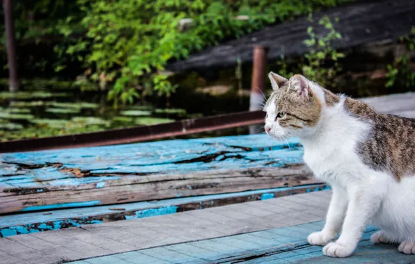 Взгляд, доски, причал, Кот