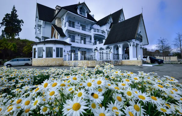 Цветы, город, ромашки, клумба, особняк