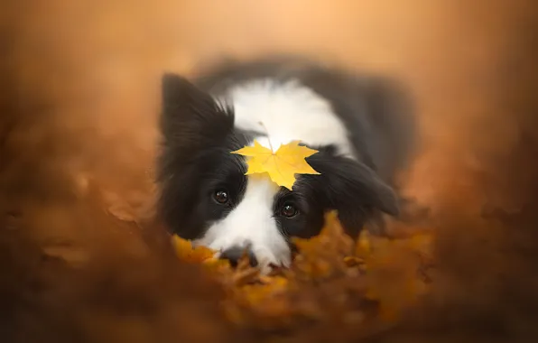 Картинка осень, лист, собака