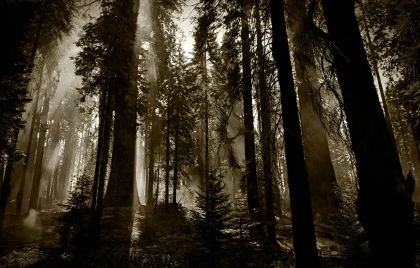 Лес, деревья, темно