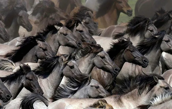 Animal, fast, running, wild horses