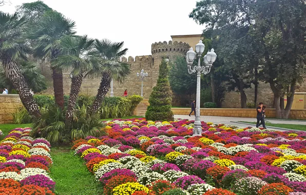 Цветы, природа, красиво, Баку