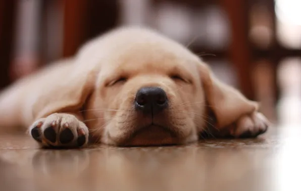 Картинка собака, нос, пол, щенок, puppy, dog, floor, nose