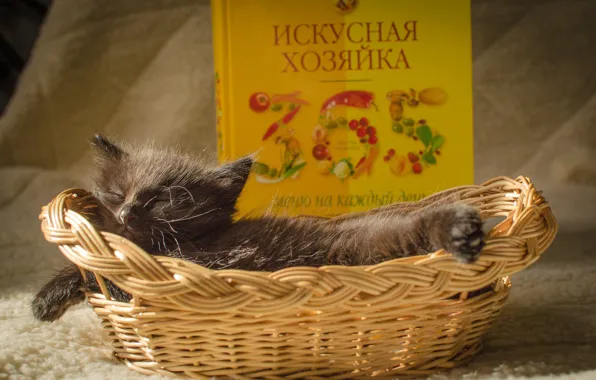 Кошка, свет, уют, котенок, черный, малыш, лежит, книга