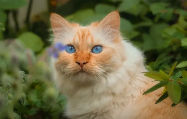 Кошка, кот, взгляд, морда, листья, поза, портрет, пушистый