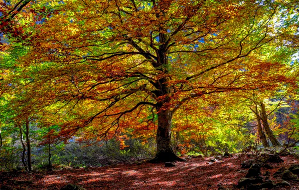 Осень, лес, листья, дерево
