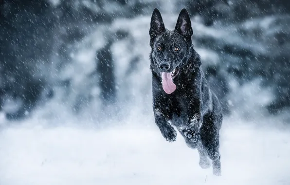 Картинка зима, язык, снег, настроение, собака, бег, Немецкая овчарка