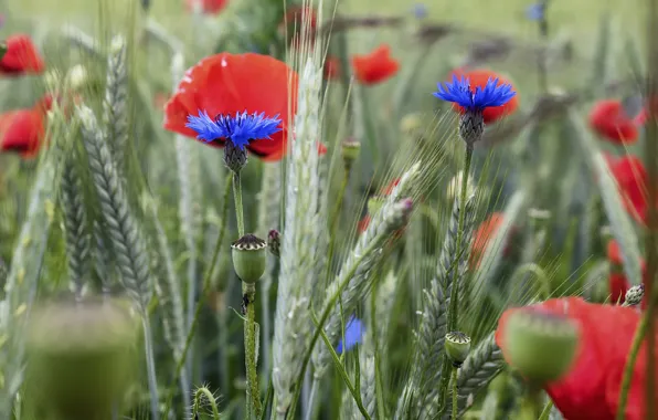 Картинка маки, колосья, васильки