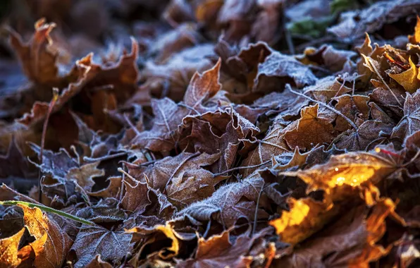 Colors, autumn, leaves, sun rays