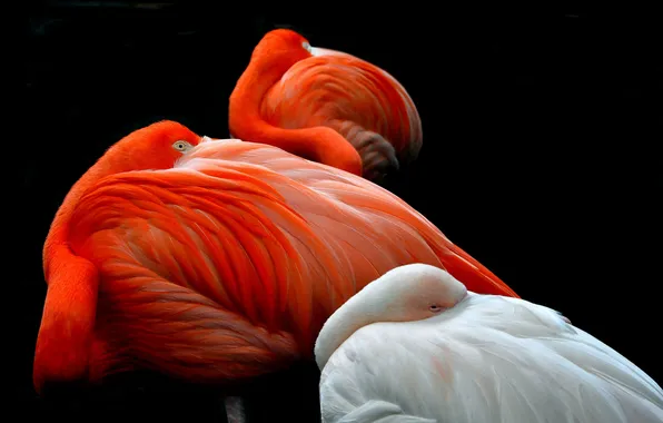 Птицы, фон, перья, фламинго