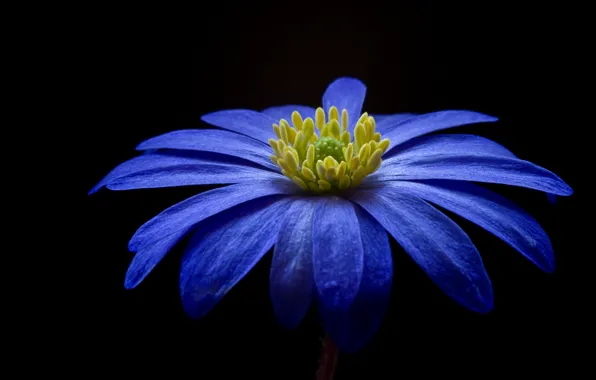 Картинка красота, черный фон, beauty, флора, black background, flora, фиолетовый цветок, purple flower