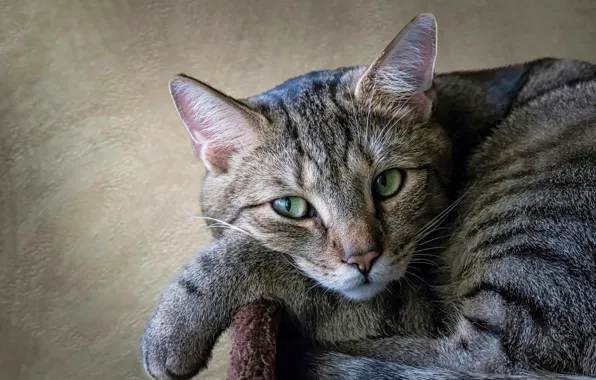 Кошка, кот, взгляд, серый, лапа, лежит, мордашка