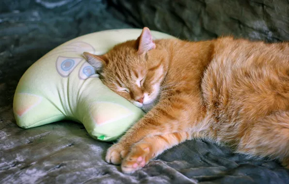 Кошка, кот, морда, уют, фон, сон, котик, лапы