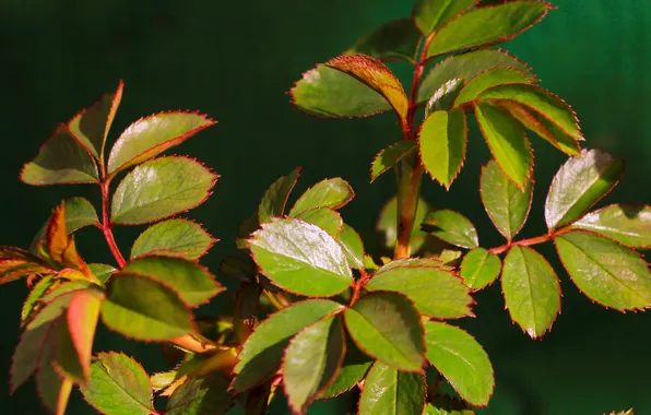Leaf, plant, twig