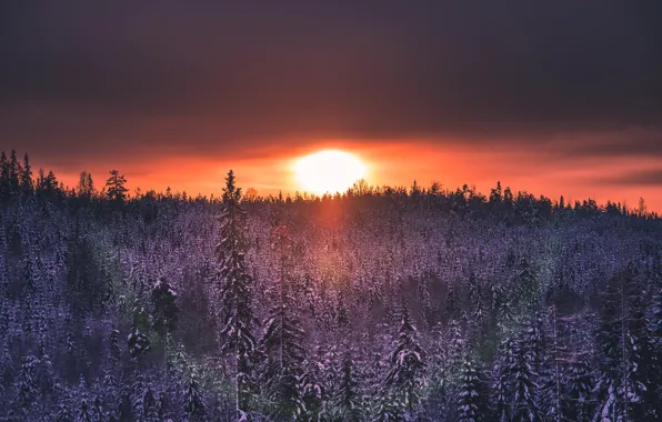 Лес, закат, природа