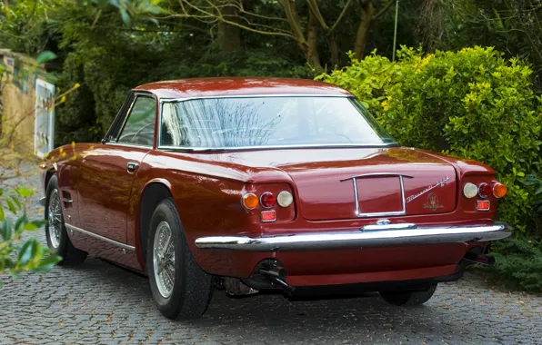 Авто, деревья, Maserati, кусты, мазерати, 5000