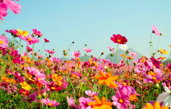 Картинка поле, лето, цветы, colorful, луг, summer, field, pink