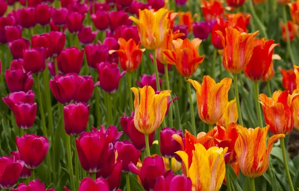 Картинка природа, лепестки, луг, тюльпаны