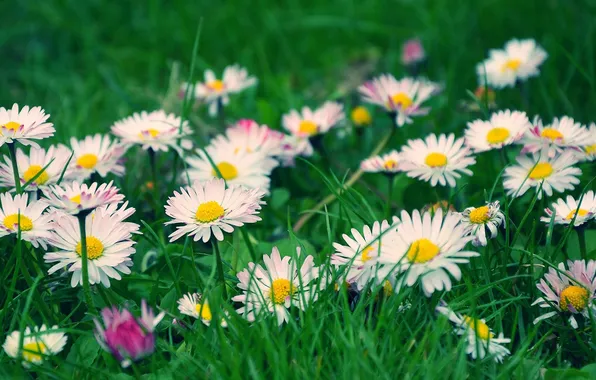 Картинка трава, цветы, размытость, белые, полевые, маргаритки