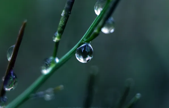 Капли, ветка, Green Drop