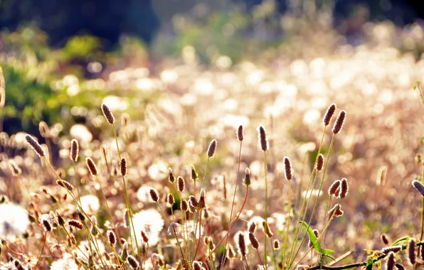 Картинка поле, лето, трава, солнце, макро, свет, поляна, растения