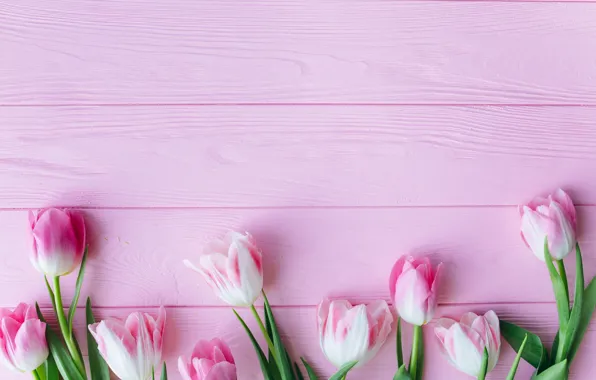 Цветы, flowers, spring, tender, tulips, тюльпаны, pink, wood