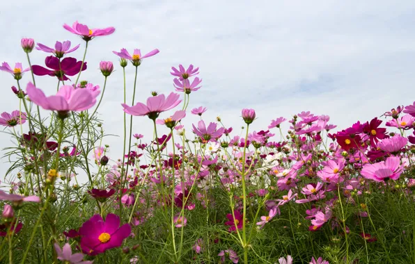 Картинка поле, лето, небо, цветы, summer, розовые, field, pink