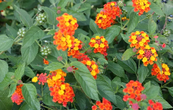 Картинка Цветочки, Leaves, Orange flowers