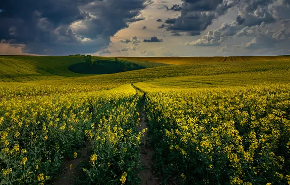 Поле, небо, цветы, холмы, весна, даль, простор, тропинка