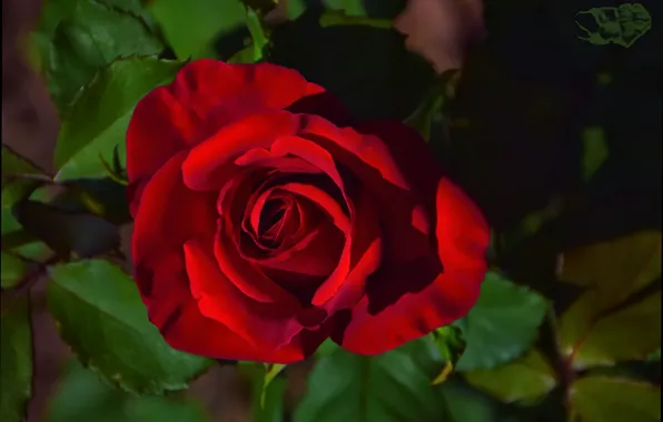 Картинка Боке, Bokeh, Red rose, Красная роза