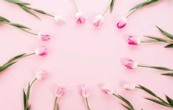 Цветы, тюльпаны, розовые, pink, flowers, tulips, spring