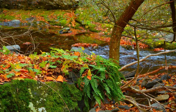 Картинка Осень, Ручей, Fall, Листва, Autumn, Colors, Leaves