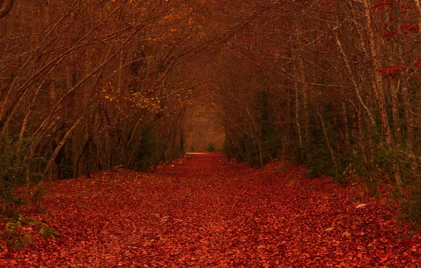 Картинка осень, лес, листья, деревья, ветви, дорожка