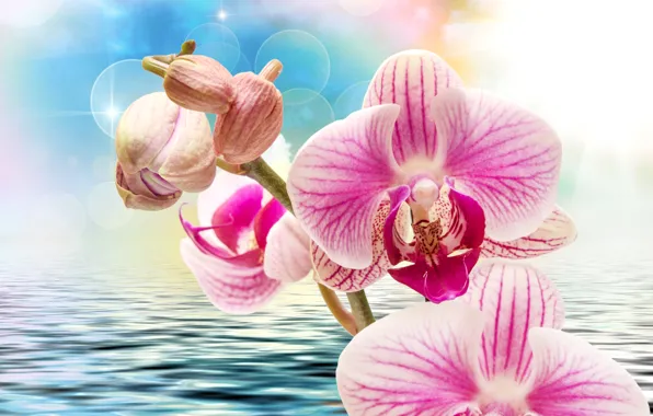 Картинка вода, цветы, блики, фон, рябь, розовые, орхидеи, боке