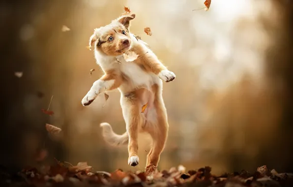 Картинка осень, природа, собака