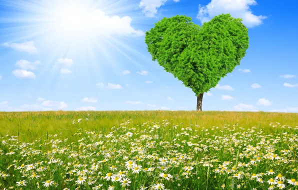 Картинка поле, дерево, сердце, ромашки, весна, луг, love, sunshine