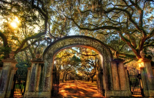 Солнце, Деревья, Парк, Аллея, Wormsloe