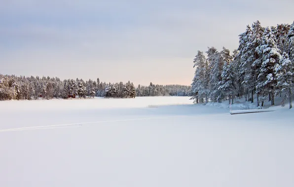 Зима, снег, деревья, природа, Sweden, Norrbotten