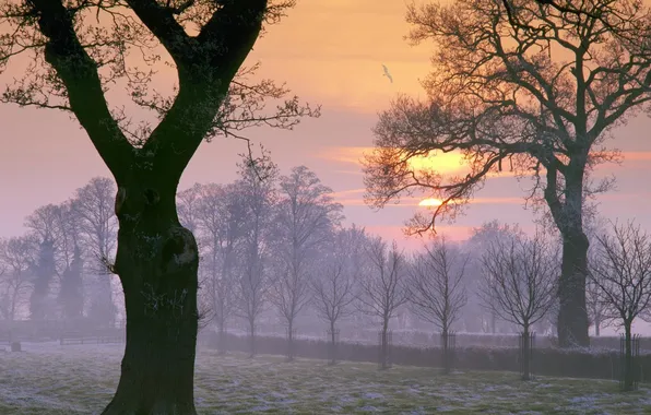 Картинка деревья, рассвет, птица, утро, заморозки