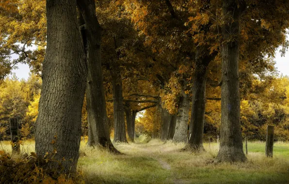 Дорога, осень, деревья