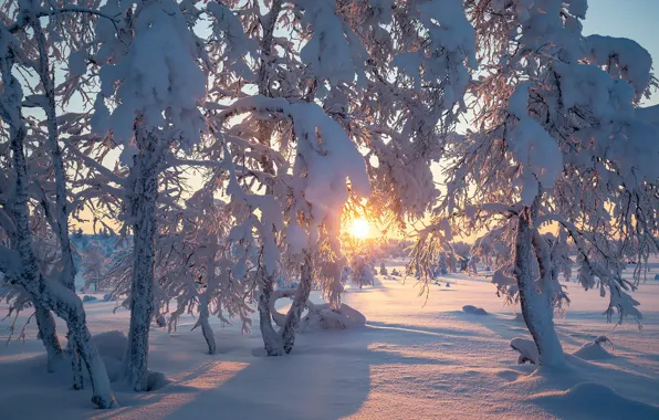 Зима, солнце, снег, деревья, Финляндия, Finland, Lapland, Лапландия